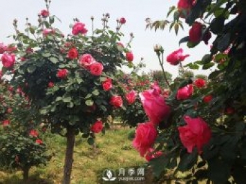 培养南阳树状月季要注意哪些事项？