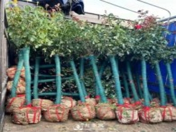 快速培育南阳树状月季 冬季怎么管理月季树