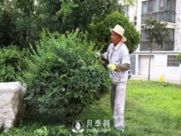 苗木春季养护的几点建议