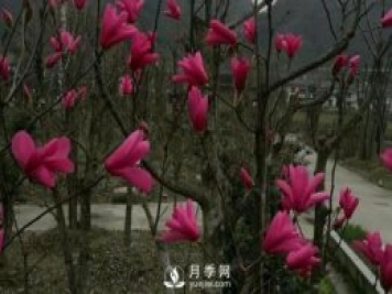 江苏红花玉兰引种与栽培技术