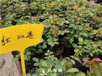 北方封闭阳台能种植树状月季吗？