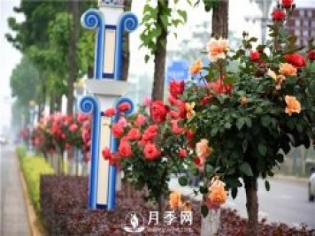 2021年城市园林绿化工程中月季的优势和品类分析