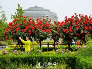 月季花苞到开花要多久？你知道什么因素决定的吗