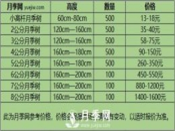 3公分月季树多少钱？2021年树状月季新价格