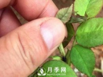 月季花嫩芽发黑咋了 80%的人都不知道