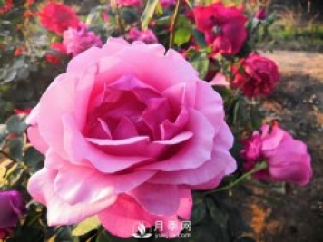 如何养好月季花？月季开花多 颜色艳丽