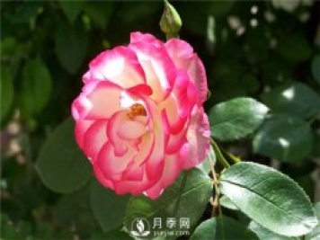 月季花怎么栽培和养护?全面的养殖方法交给你