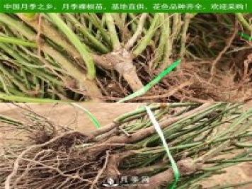 月季裸根苗，小高杆月季和3公分月季树发往陕西