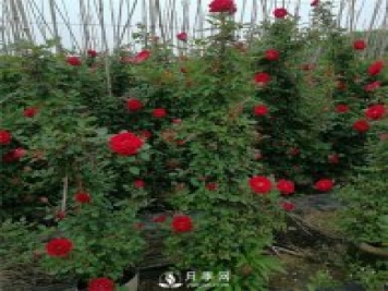 月季大藤本和小藤本都有哪些品种？栽种方式有没有区别