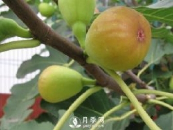 夏季无花果修剪技术措施