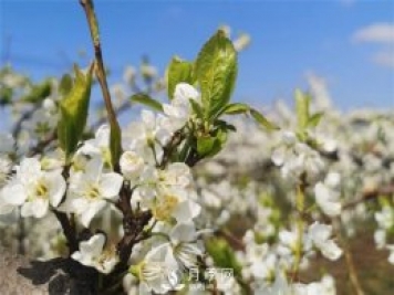 南阳：百花竞相开放 踏春自然美景