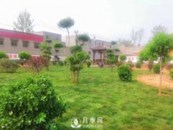 开封尉氏：见缝插绿做绿化 绘得岗李满眼景