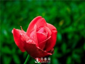 怎样养殖大花月季？有什么技巧？