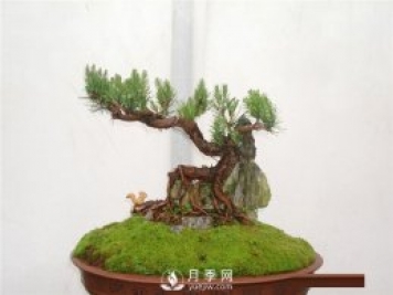 黑松盆景如何制作与养护？