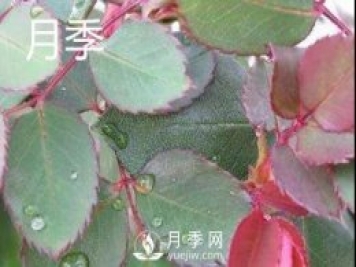 月季和玫瑰有什么区别？