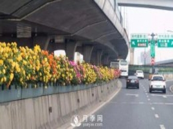 绿化带为什么不能种果树