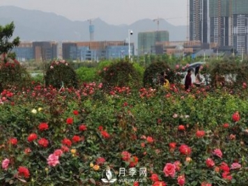 广东肇庆砚阳湖景区月季岛景观