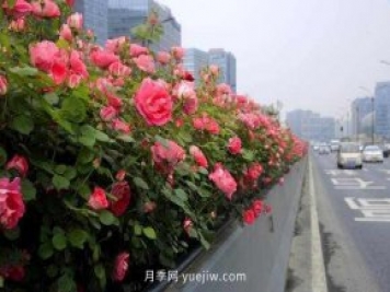 132万株高架月季陆续绽放 杭州迎来“月季时间”