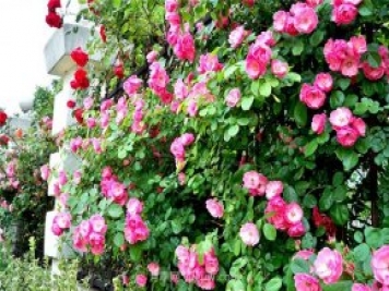 藤本月季介绍和应用