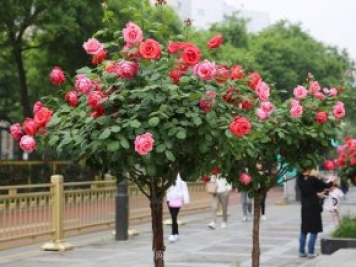 这6类苗木不论规格大小，市场行情都很好