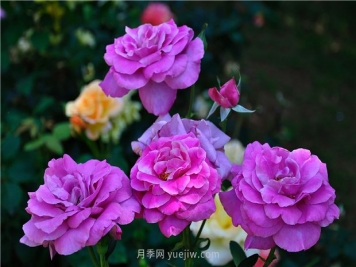 南昌滨江月季园，带你去看天下风流的江西月季花
