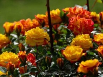 安阳市滑县森林公园月季花开放，赏花打卡正当时