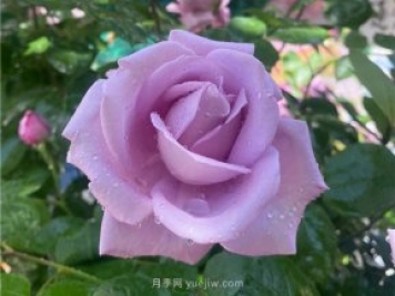 30多岁的蓝色尼罗河月季长什么样？见识下
