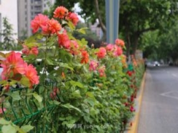 月季花开香满城，济南章丘区月季进入盛花期