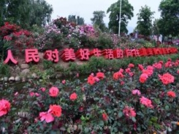 南阳月季：总书记向我询问月季花球新品种