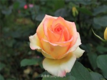 济南增选玫瑰为市花，投票结果显示赞成率达99.42%