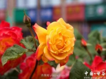 中国月季城市：甘肃甘谷 月季花开