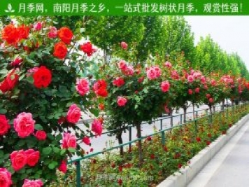 南阳树状月季成杭州“网红” 明年将开到上塘河和余杭塘河河畔
