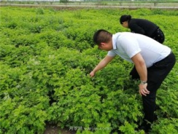 社旗艾草产业，艾成熟香满田