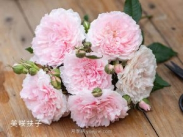 美咲抚子月季