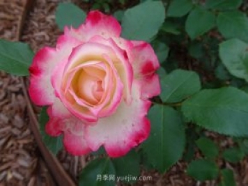 摩纳哥公爵月季/樱桃派对月季