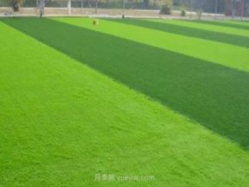 运动场常用的暖季型草坪-结缕草