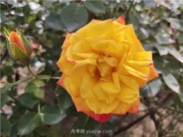 家庭养花叶子发黄的5种表现和解决办法
