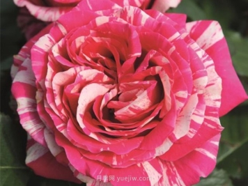 最佳印象月季的优缺点是什么？