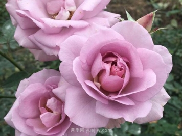 紫色慕莎月季的优缺点是什么？