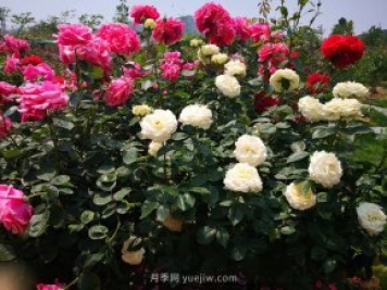 淅川园林绿化中心抗旱保绿 为城区绿化苗木送及时雨