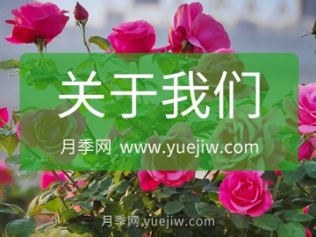 关于月季网