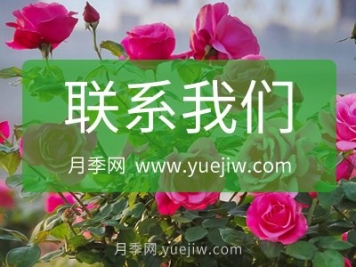 联系月季网