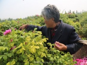 新乡辉县：缤纷玫瑰扑鼻香 幸福花开富老乡