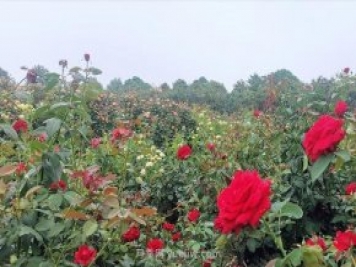 打卡南阳这片月季花海 看“花经济”撬动城市新发展