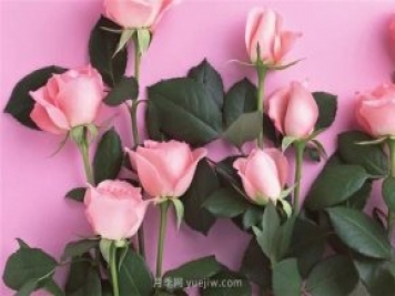 从1-9394朵玫瑰花语加图片，送花原来这么多讲究！