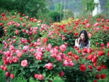 花卉旅游，“花为媒”带动“美丽经济”升级