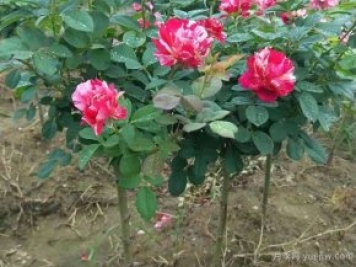 小高杆月季移植必须要带土球吗？