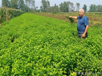 亳州菊花成为致富“软黄金”