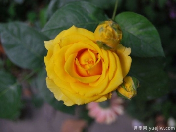 金枝玉叶月季