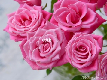 泰姬玫瑰月季的优缺点是什么？